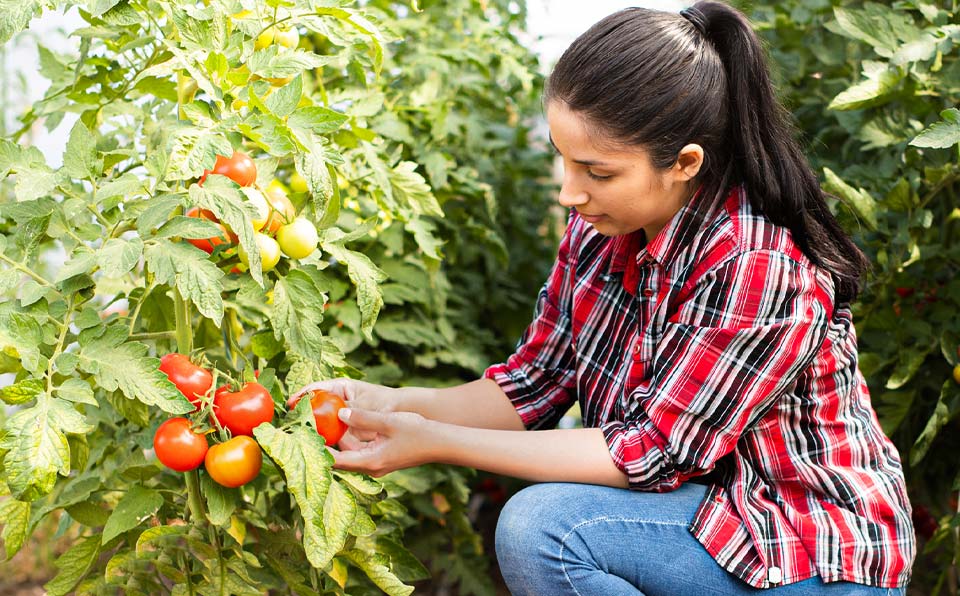 




From seed to dish in no time


